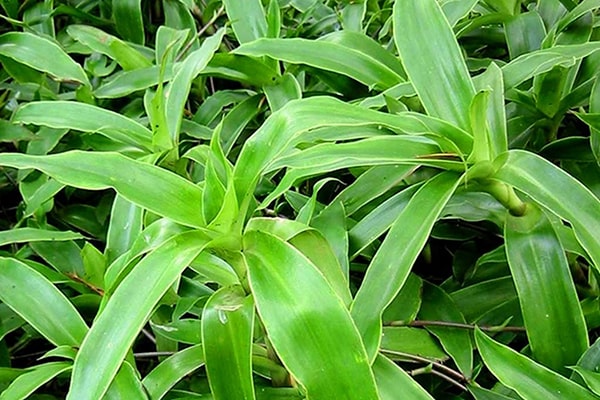 chua-viem-nha-chu-bang-cay-luoc-vang-1